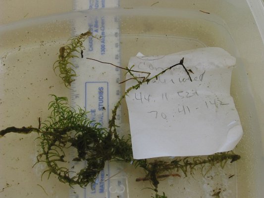 SITE20 Slender WATERWEED